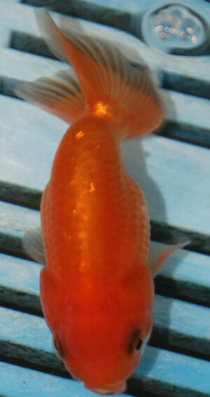 8-9cm High Quality Ranchu (AM286)