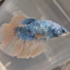 Photograhed Betta 4