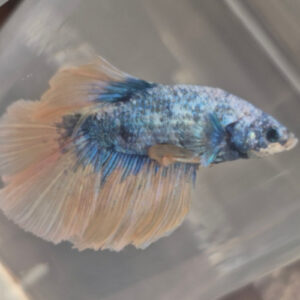 Photograhed Betta 4
