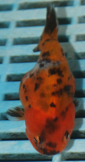 8-9cm High Quality Ranchu Calico (MK22)