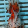 High Quality Oranda 9-11cm (AM43)  