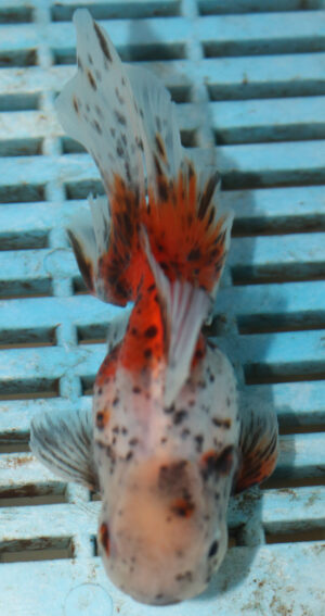 High Quality Oranda 9-11cm (AM43)  