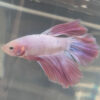 Photograhed Betta 5