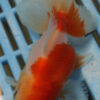 High Quality Oranda 11-13cm (AM73)