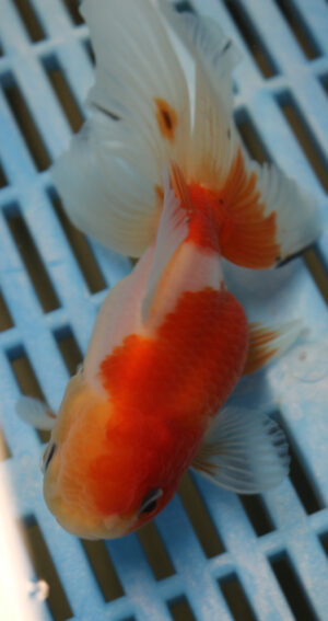 High Quality Oranda 11-13cm (AM73)