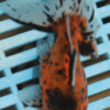 High QualityTelescopic Eye Fantail  13-15cm (AM101)
