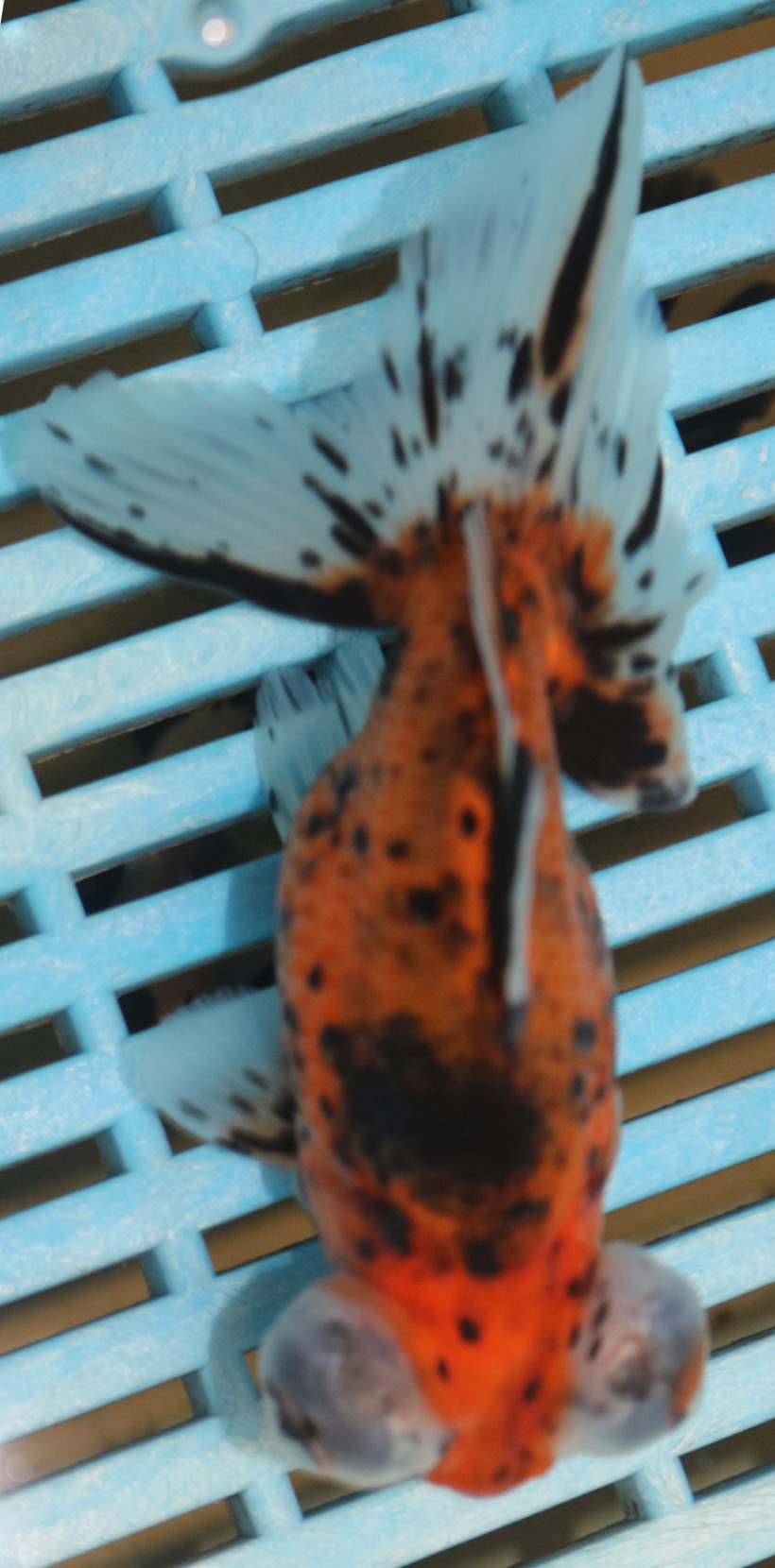 High QualityTelescopic Eye Fantail 13-15cm (AM101)