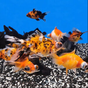 Assorted 7-9cm Telescopic Eyed Fancy Goldfish