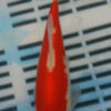 7-8" Photographed Sarasa (GS3)