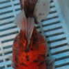 High Quality Oranda 15-18cm (AM202)