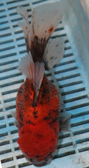 High Quality Oranda 15-18cm (AM202)