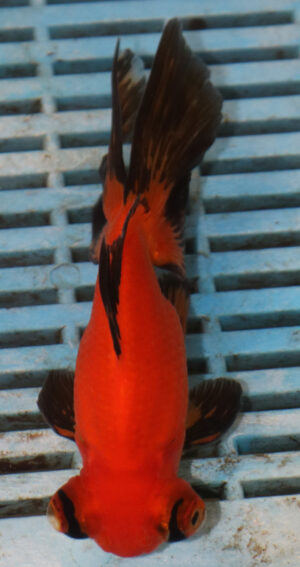 High Quality Moor 13-15cm (AM213)