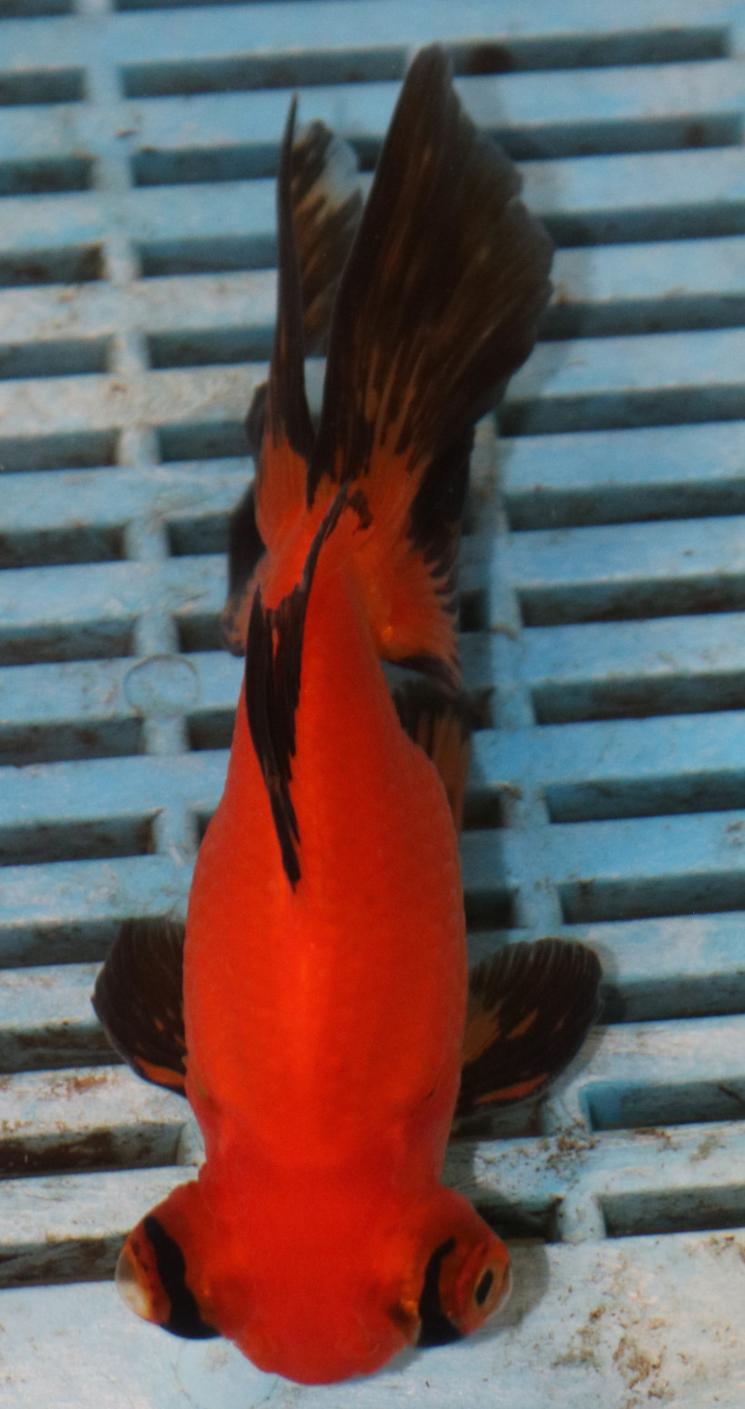 High Quality Moor 13-15cm (AM213)