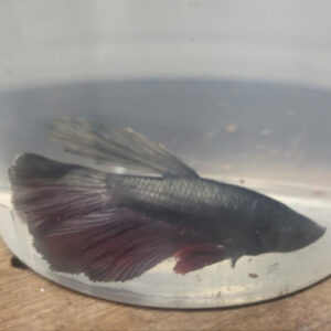 Photograhed Betta 8