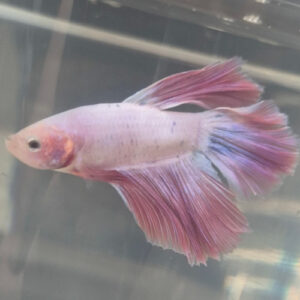 Photograhed Betta 5