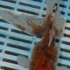 High Quality Oranda 13-15cm (VC5)