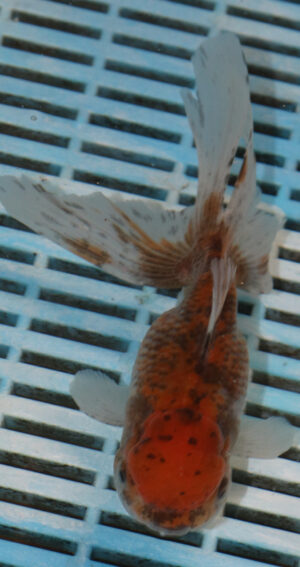 High Quality Oranda 13-15cm (VC5)