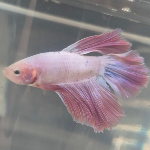 Photograhed Betta 5