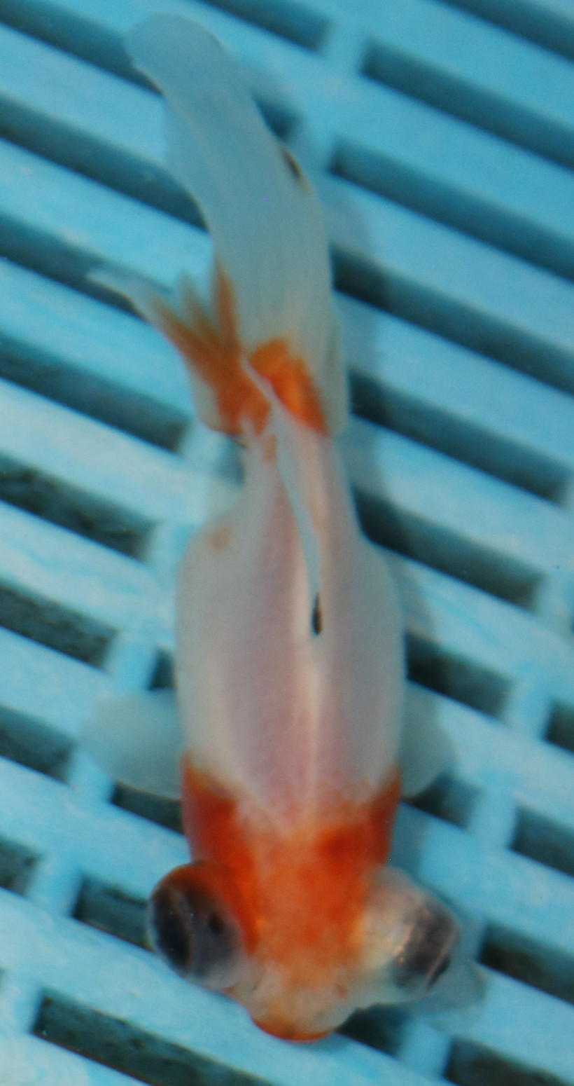 8-9cm High Quality Moor (AM288)