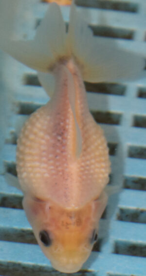 7-8cm High Quality Pearlscale (AM290)