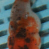 8-9cm High Quality Ranchu Calico (MK23)