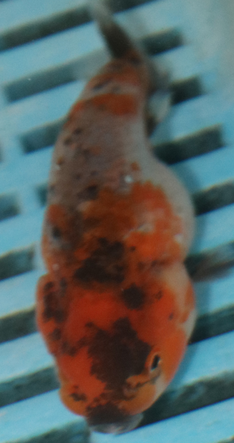 8-9cm High Quality Ranchu Calico (MK23)