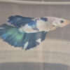 Photograhed Betta 6
