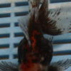 High Quality Oranda 11-13cm (AM74)