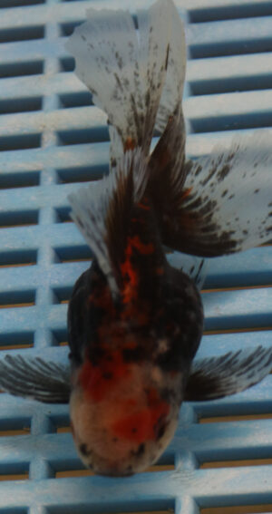 High Quality Oranda 11-13cm (AM74)