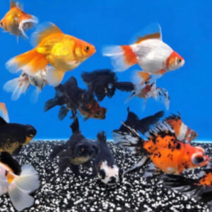 Assorted 11-13cm Butterfly Tailed Fancy Goldfish