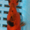 8-9cm High Quality Ranchu (AM134)