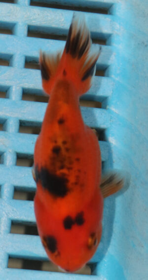 8-9cm High Quality Ranchu (AM134)