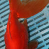 High Quality Ryukin 15-18cm (AM203)