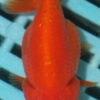 7-8cm High Quality Ranchu  (MK36)