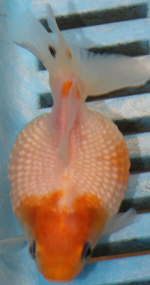 7-8cm High Quality Pearlscale (AM231)