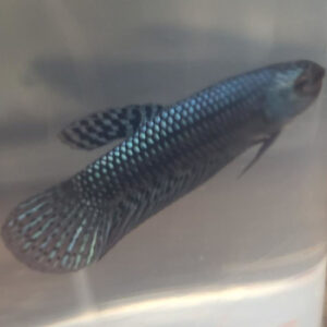 Steel Grey Alien Betta Male