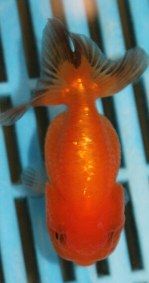 8-9cm High Quality Ranchu (AM253)
