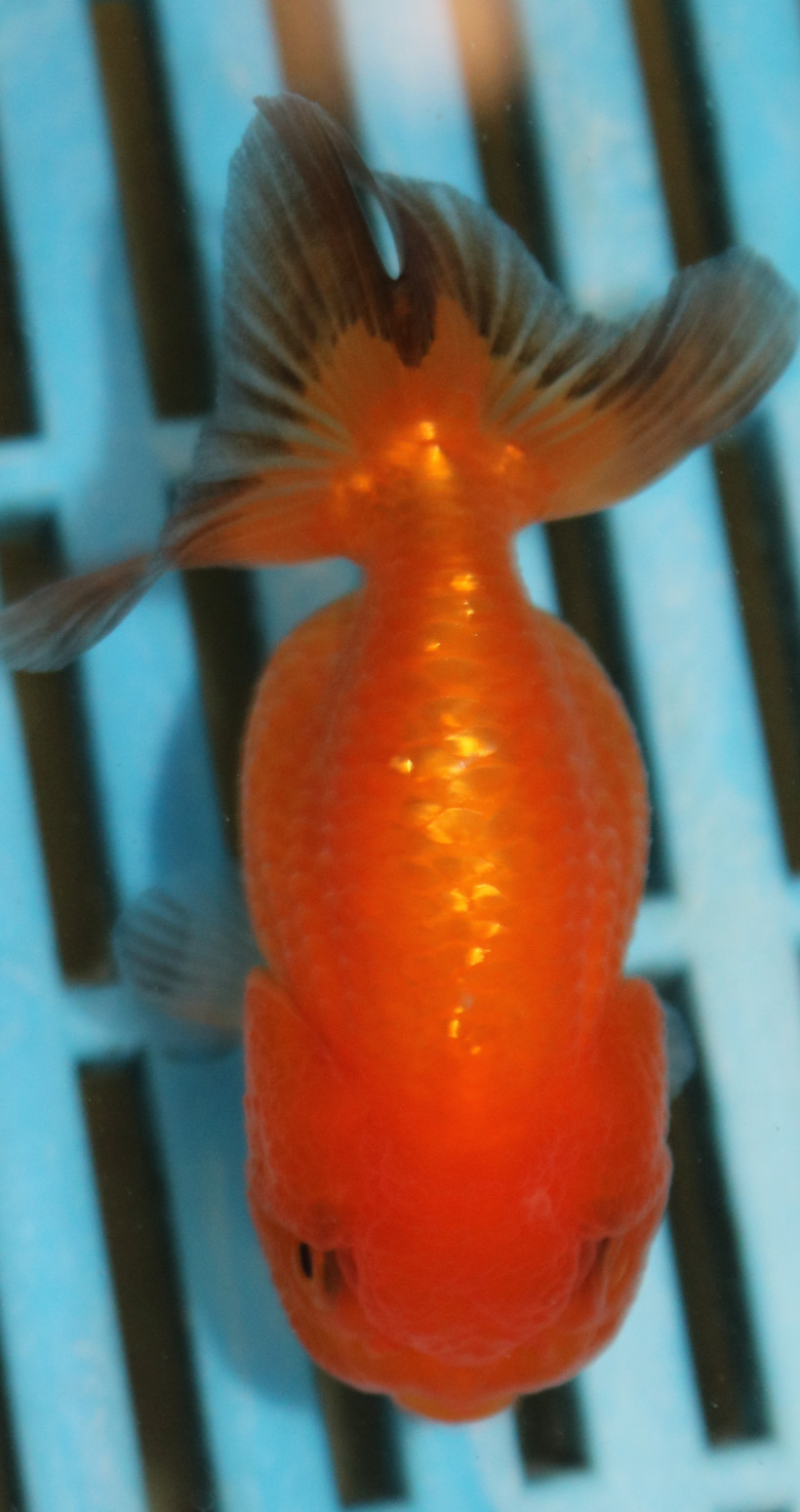 8-9cm High Quality Ranchu (AM253)