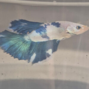 Photograhed Betta 6