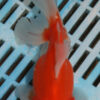 High Quality Oranda 13-15cm (VC6)