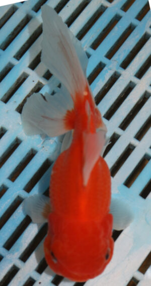 High Quality Oranda 13-15cm (VC6)