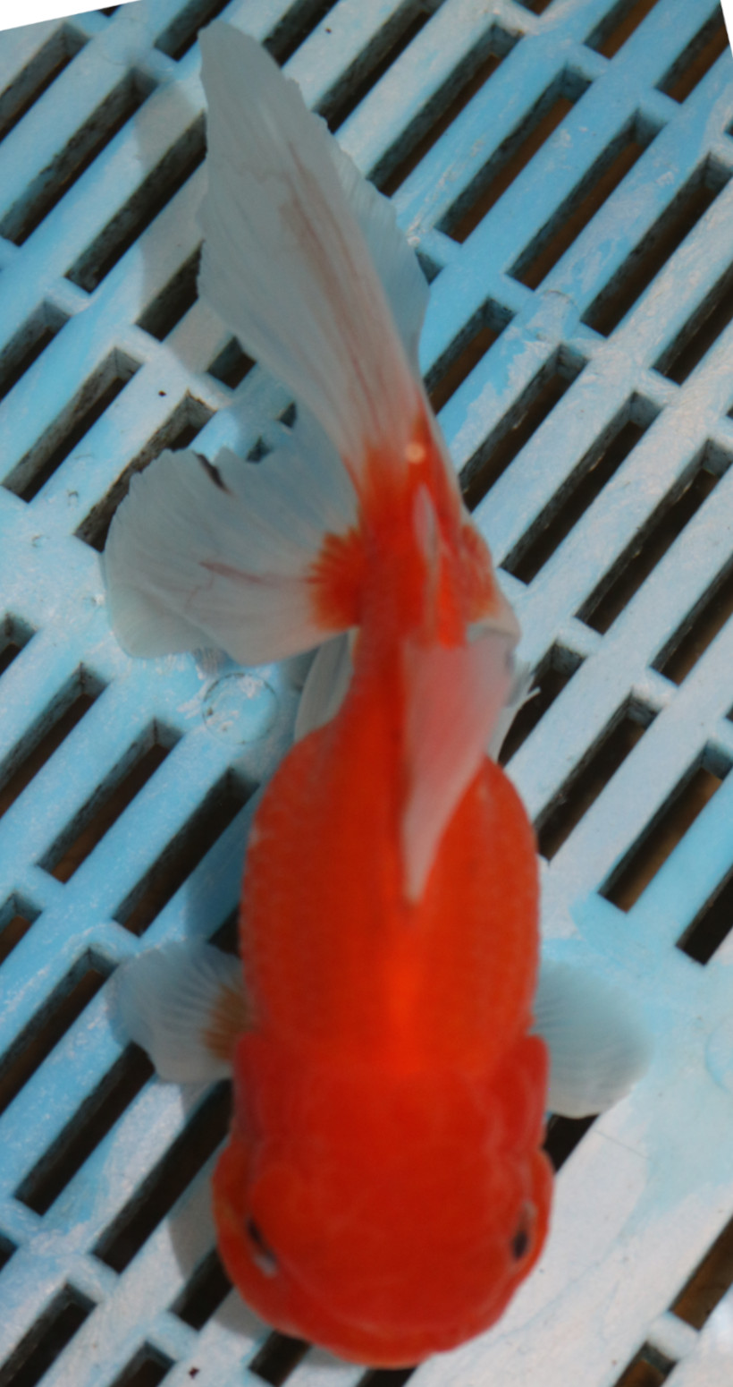 High Quality Oranda 13-15cm (VC6)
