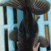High Quality Telescopic Eye Fantail 9-11cm (VC19)