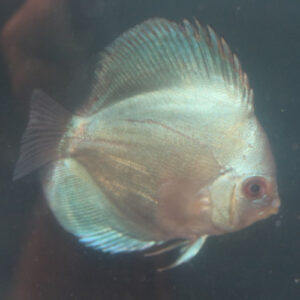 Blue Discus  5/6cm