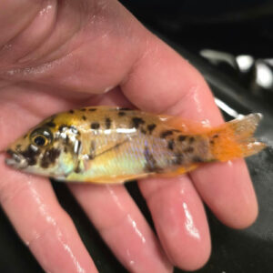 Photographed Peacock Cichlid 9-11cm (23)