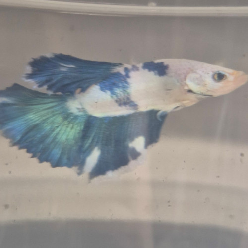 Photograhed Betta 6