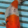 High Quality Ranchu 9-11cm (AM45) 