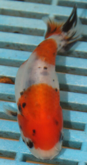 High Quality Ranchu 9-11cm (AM45) 