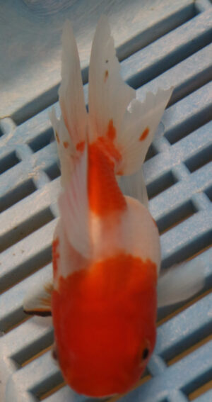 High Quality Oranda 11-13cm (AM75)
