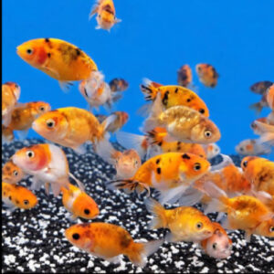 Assorted 5-6cm Calico Ranchu 